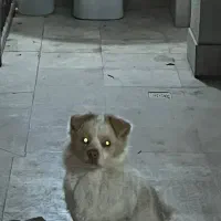 سگ پاکوتاه|سگ|گنبد کاووس, |دیوار