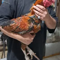 اوشامو لاری افغان ترک برزیلی