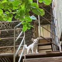 یک قلاده سگ پاکوتاه پیدا شده