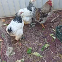 فروش دوتامرغ تخم گذاروخروس ویاندوس