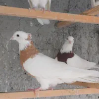 طوقی