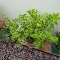 انواع گل خانگی