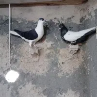 صید|پرنده|مشهد, شهید جنگی|دیوار