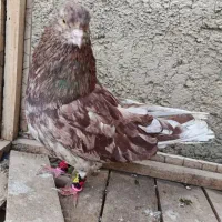 کبوتر  سیاتی سمن‌اتشی|پرنده|کرمانشاه, |دیوار