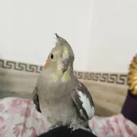 عروس هلندی دستی