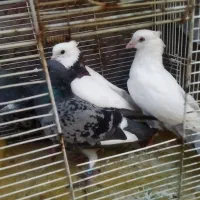 کبوتر طوقی هفت رنگ