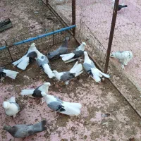 سوز|پرنده|بوشهر, |دیوار