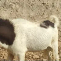 بز پازن|حیوانات مزرعه|بهبهان, |دیوار