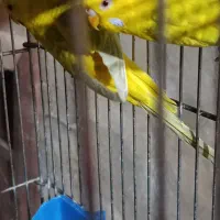 مرغ عشق  خاص