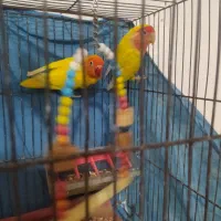 گرینچیک راهب طوطی|پرنده|مشهد, بهمن|دیوار