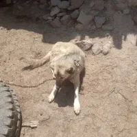سگ ماده