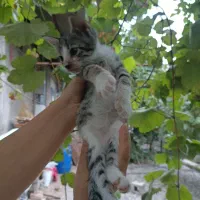 واگذاری رایگان گربه|گربه|رشت, گلسار|دیوار