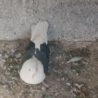 کبوتر پشت دار ساعتی پرش