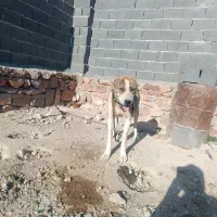 سگ رخ|سگ|نیشابور, ماروسک|دیوار