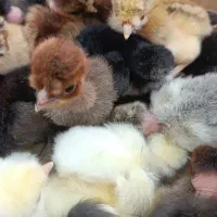 جوجه عربی|حیوانات مزرعه|اهواز, پردیس|دیوار