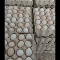 تخم مرغ نطفه دار نژاد گلین، گردن لخت، محلی