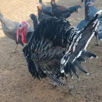 3 عدد بوقلمون|حیوانات مزرعه|مشهد, کلاته تیموری|دیوار