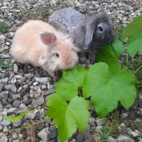 دوعدد خرگوش لپ زیبا