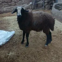 قوچ اصیل شال