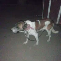 سگ سرابی|سگ|اقبالیه, |دیوار