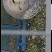 طوطی|پرنده|اندیمشک, |دیوار