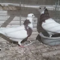 طوقی    طاقی