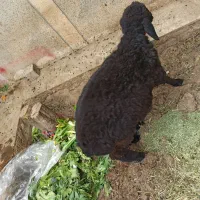 بره چاق سرحال