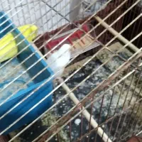 جفت مرغ عشق