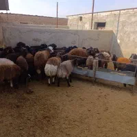 بره نر|حیوانات مزرعه|اسفرورین, |دیوار