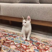 واگذاری بچه گربه DSH