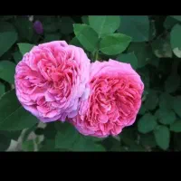 گل محمدی تازه