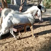 نربز گلابی اصل درجه یک پرشور