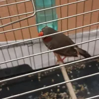 فنچ نر کینگ سالم به شرط کار