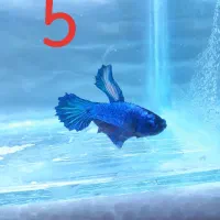 ماهی فایتر نر|ماهی|رفسنجان, |دیوار