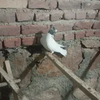 کبوتر پرشی|پرنده|محمدیار, |دیوار