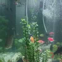 ماهی و اکواریوم|ماهی|تهران, مرزداران|دیوار