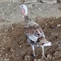 بوقلمون  وخروس