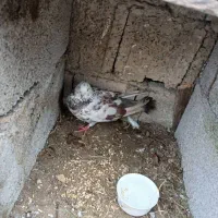 ۳ عدد کبوتر