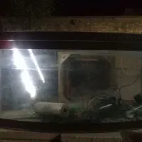 آکواریوم آب شیرین|ماهی|خمینیشهر, |دیوار