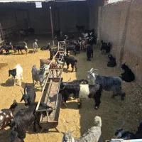 ۳۰راس کهره نر|حیوانات مزرعه|شیراز, اصلاح‌نژاد|دیوار