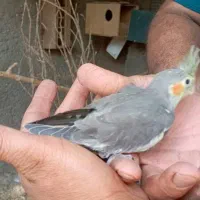 عروس هلندی|پرنده|شیراز, کرونی(خاتونک)|دیوار