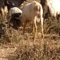 نر بز سانن|حیوانات مزرعه|مرودشت, بیست متری بیمارستان|دیوار