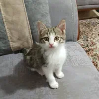 واگذاری گربه