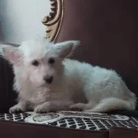 سگ اشپیتز ماده گمشده