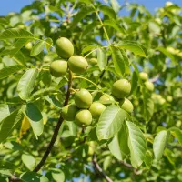 نهال گردو دیرگل مقاوم با باردهی زیاد