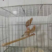 فنچ نرگسی شکلاتی