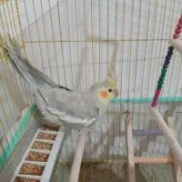 جفت عروس هلندی مولد