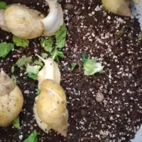 حلزون|خزنده|بروجرد, |دیوار