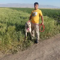 واگذاری دو عدد توله سرابی نر