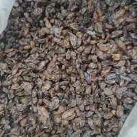 کشمش سرکه ای